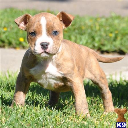 american pit bull puppy posted by Pitbulls for Sale